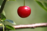 Wild cherry